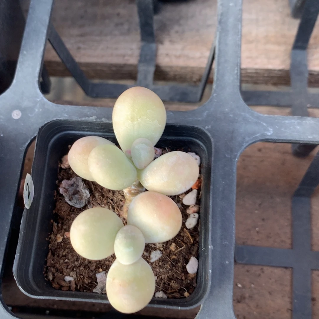 水光针 不满28发到付，发一片叶，~