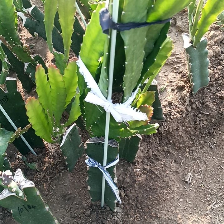 完全开放令箭何花中国红