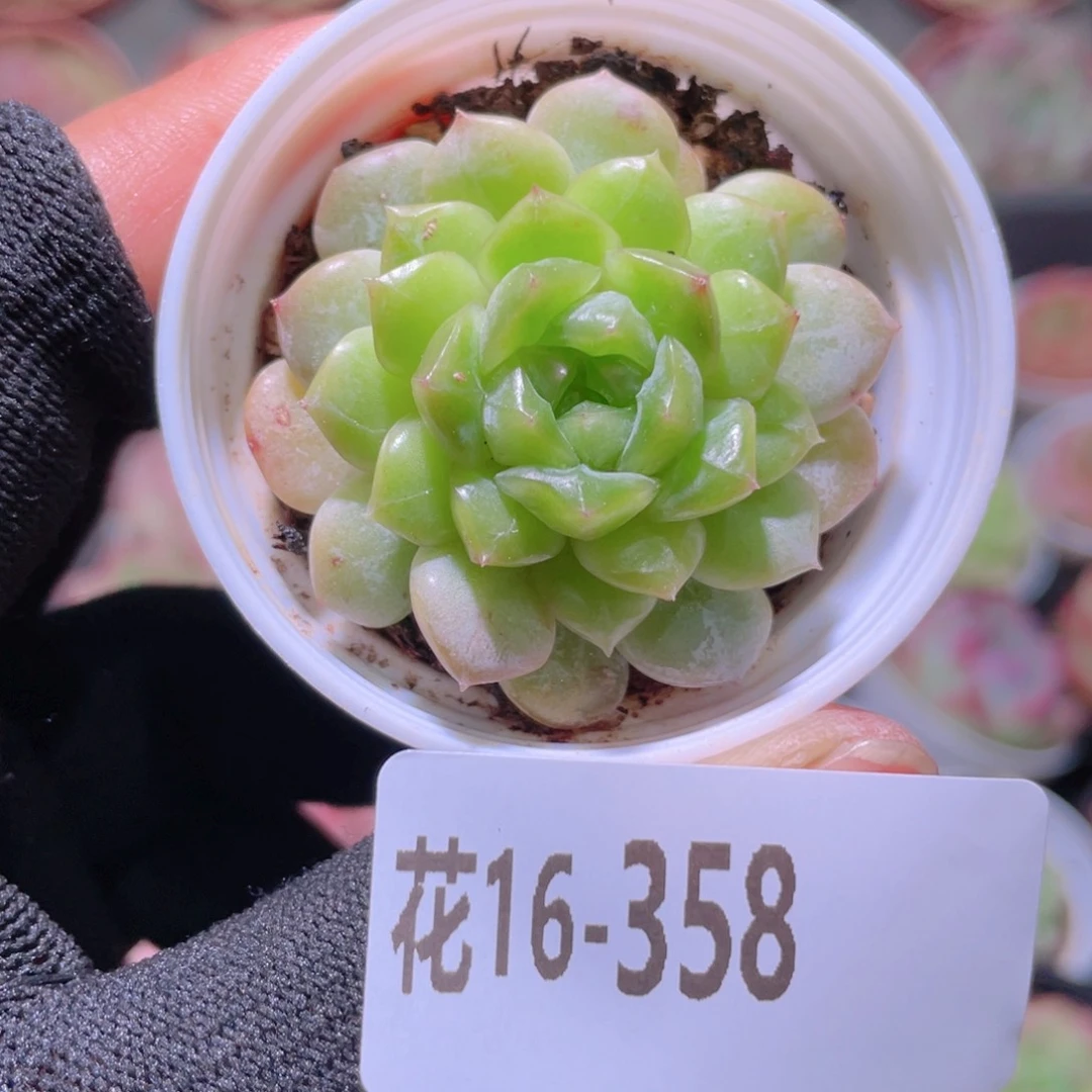 花利美16-358新品