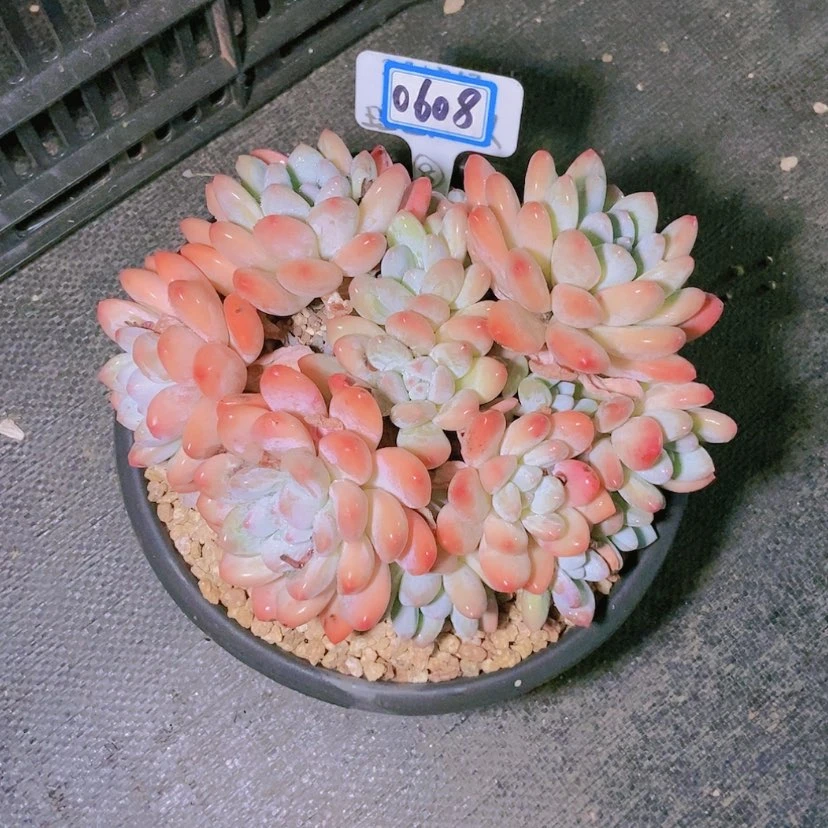 【闪购商品】七*0608