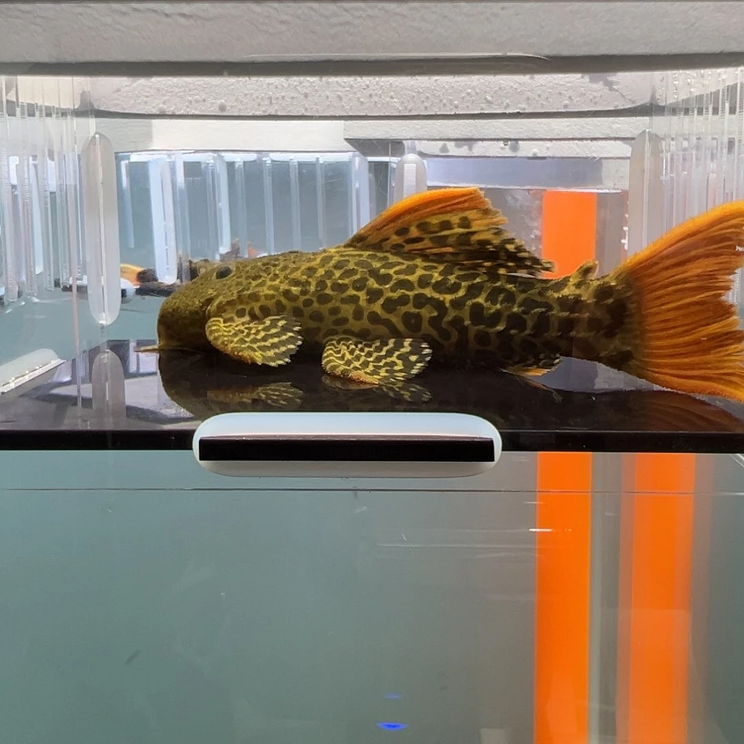 清道夫录完整开箱视频、入缸不包损14.5