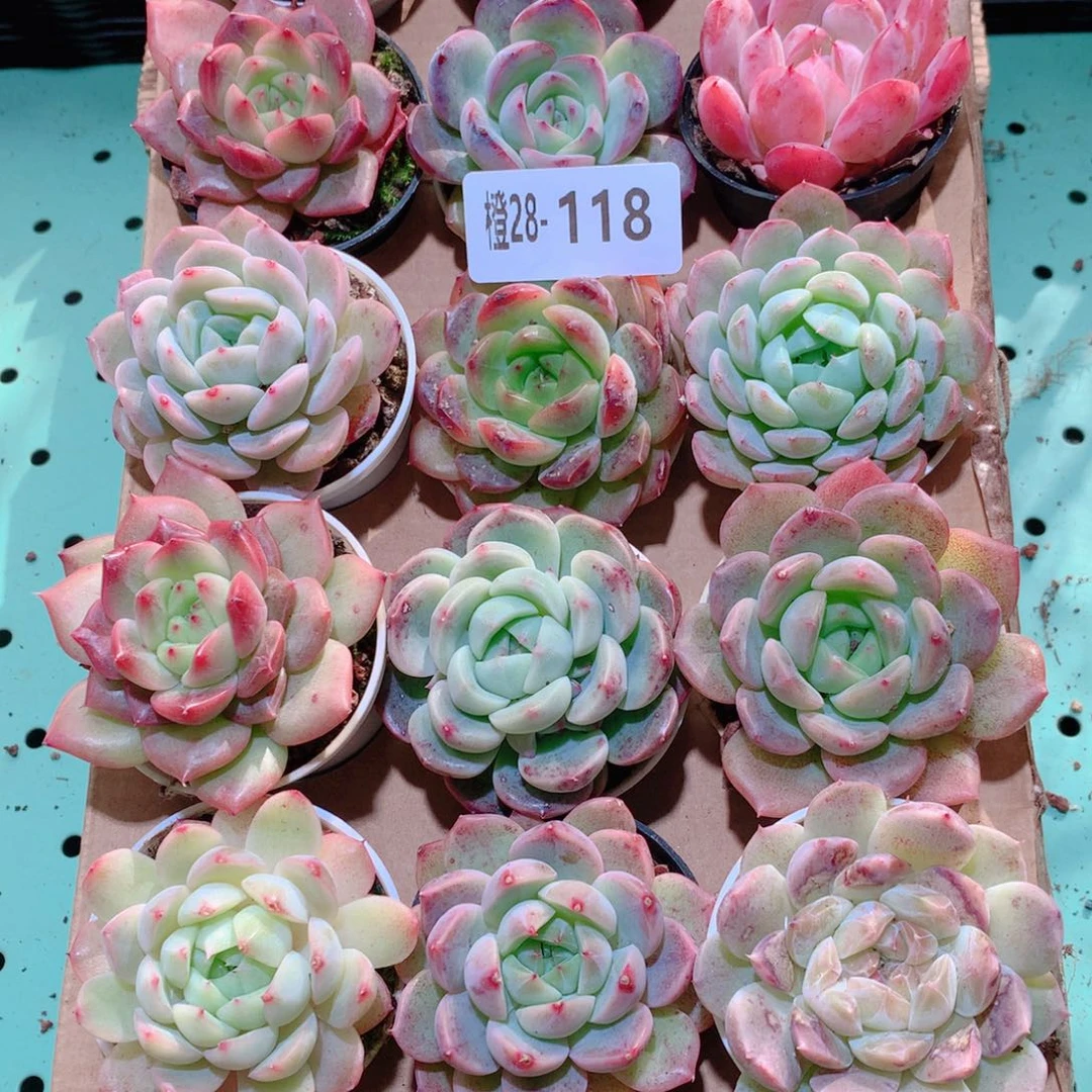28-118一物一拍多肉带盆18颗