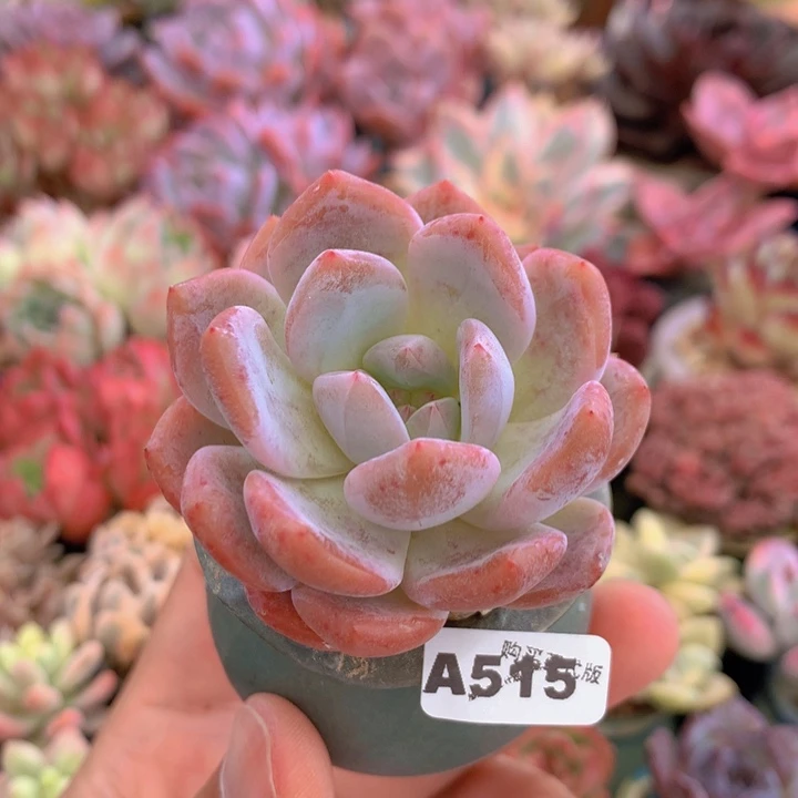 一物一拍含盆土满38包邮A515
