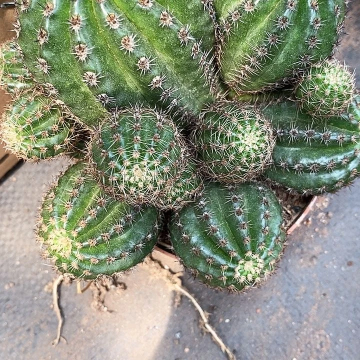 柠檬仙人球24667788