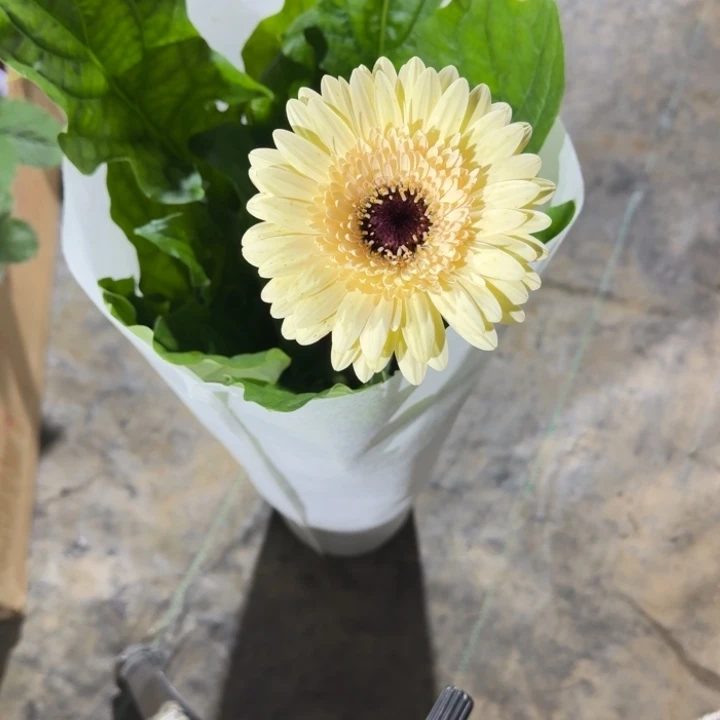 无花朵籽播高杆非洲菊1号掉花无售后