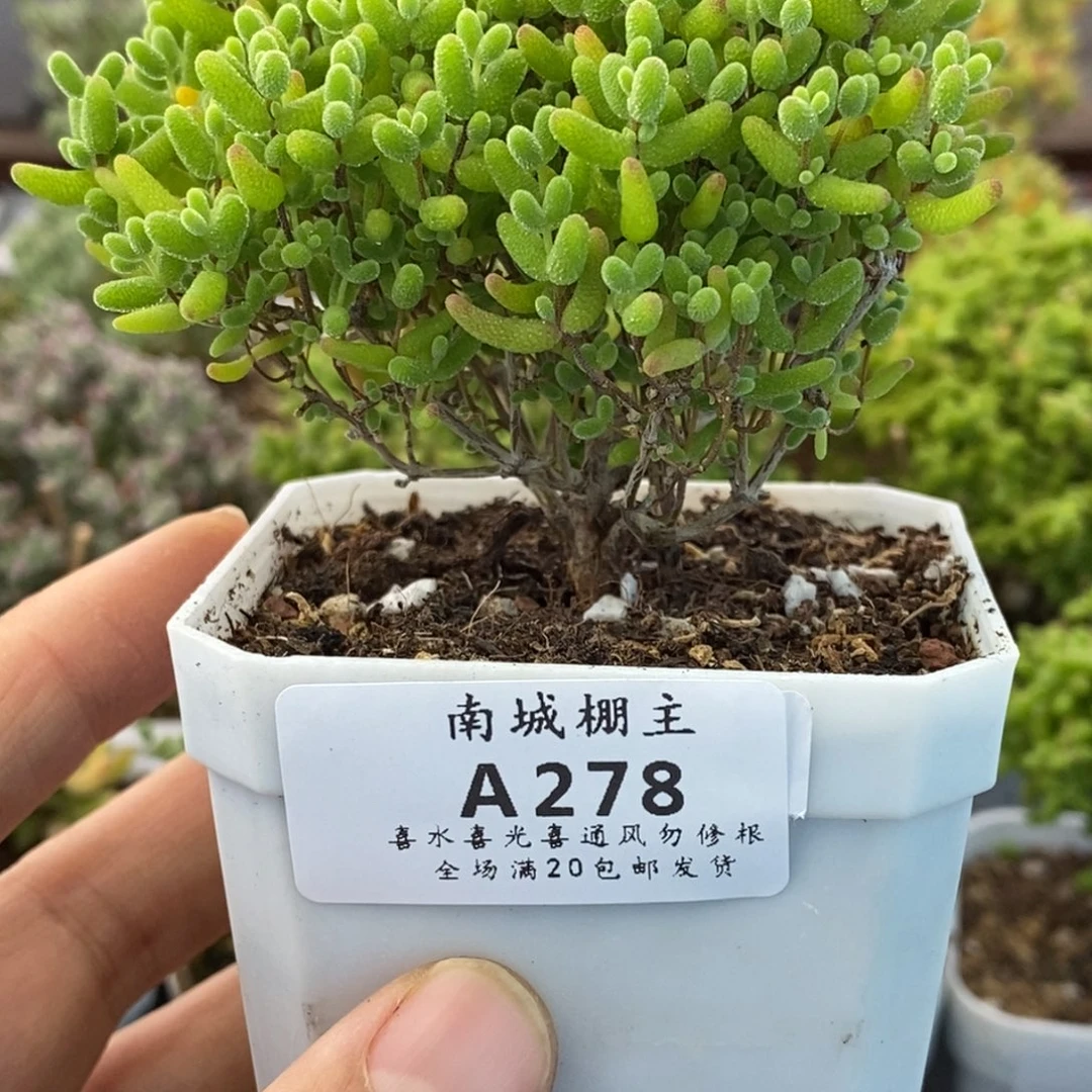 278蜜橘糖球枝干番杏