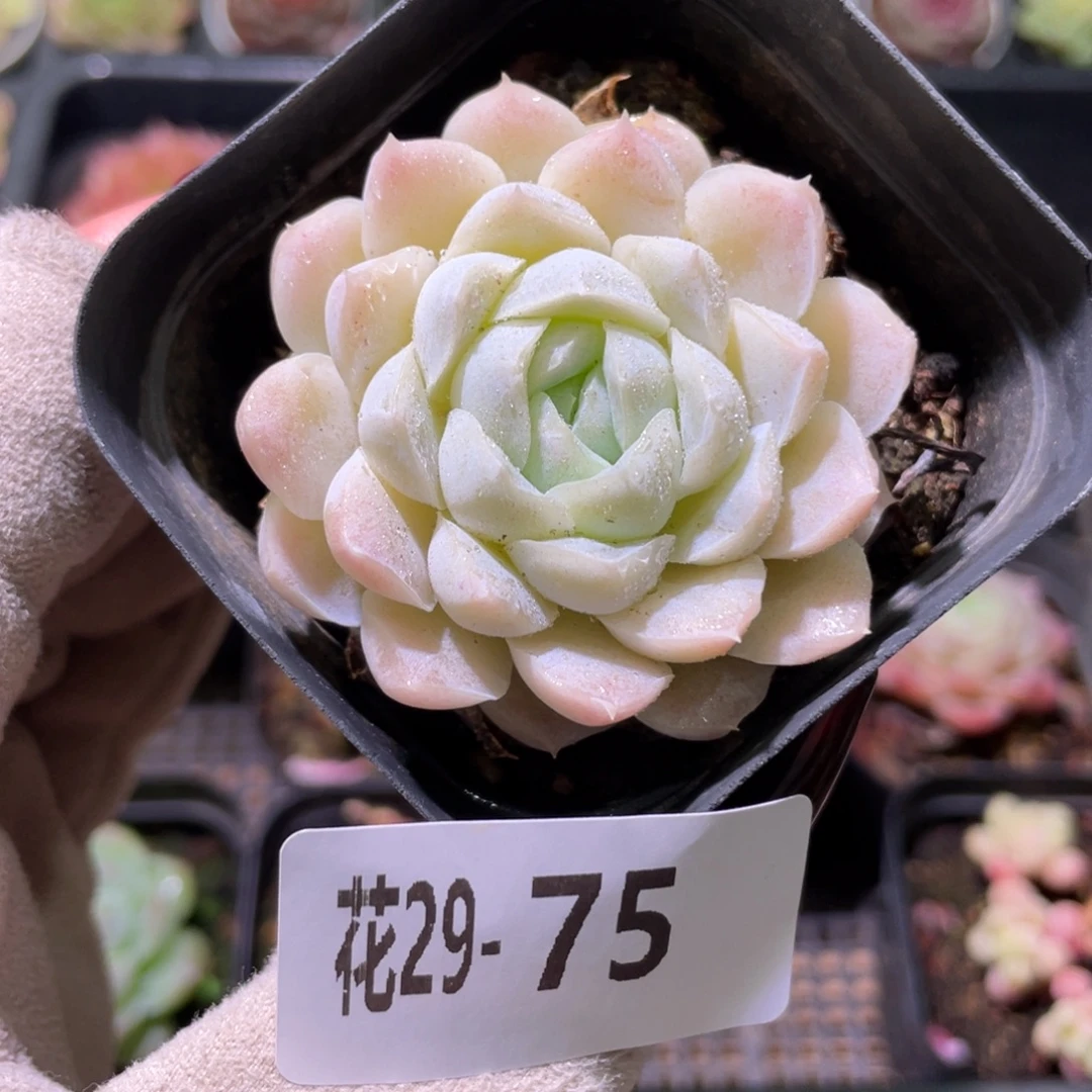 花利美29-75白月影