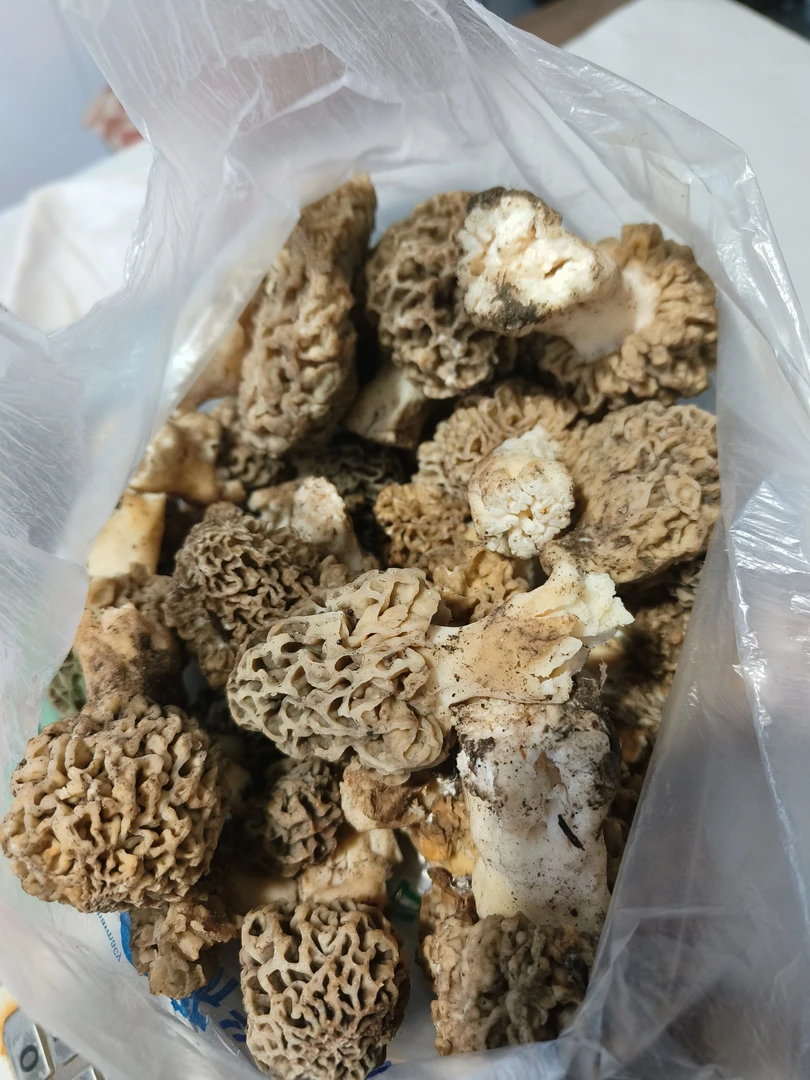 围场小于家 自捡野生羊肚蘑
