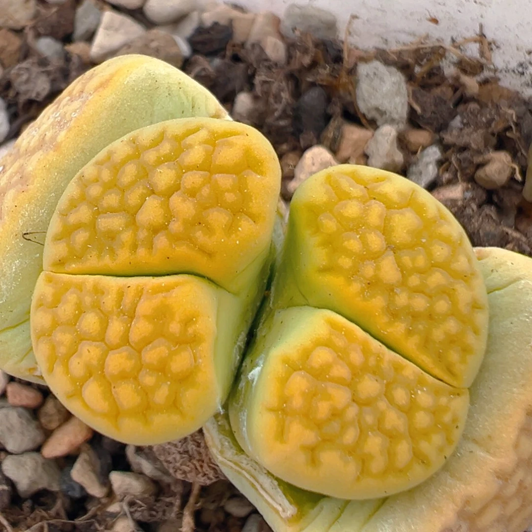 45多肉植物百科知识