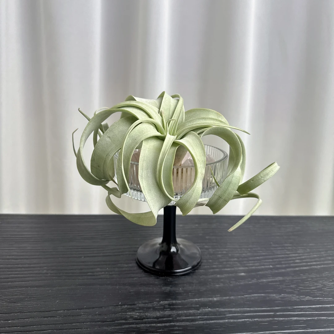 【空气凤梨霸王】Tillandsia Xerographica无土植物室内阳台绿植