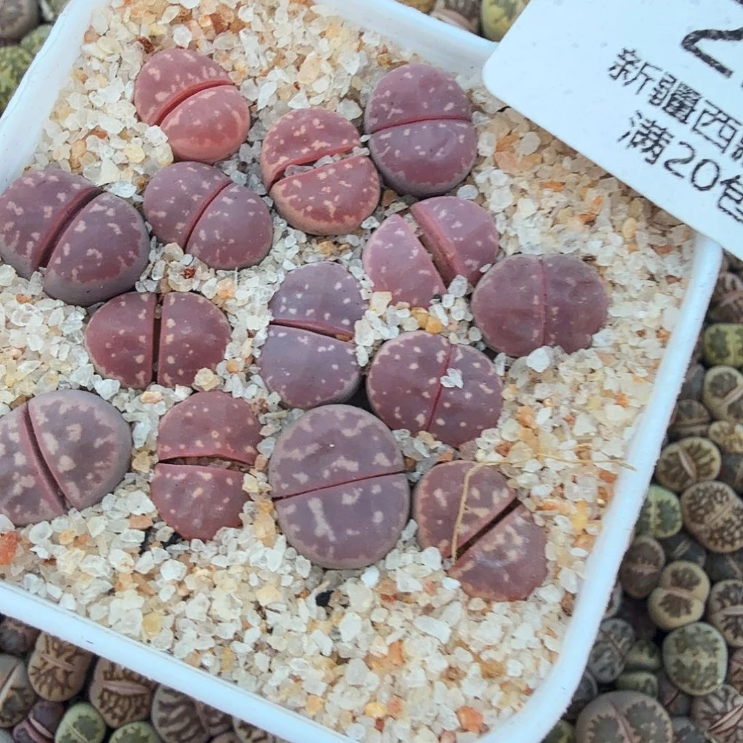 这个点睡一回是为了229你