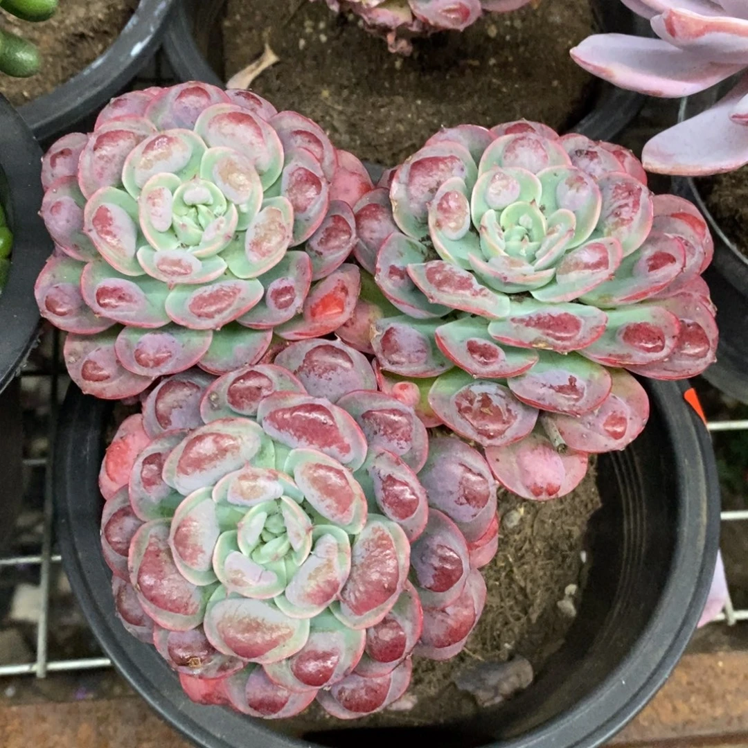 雨滴三头起发老桩大盆