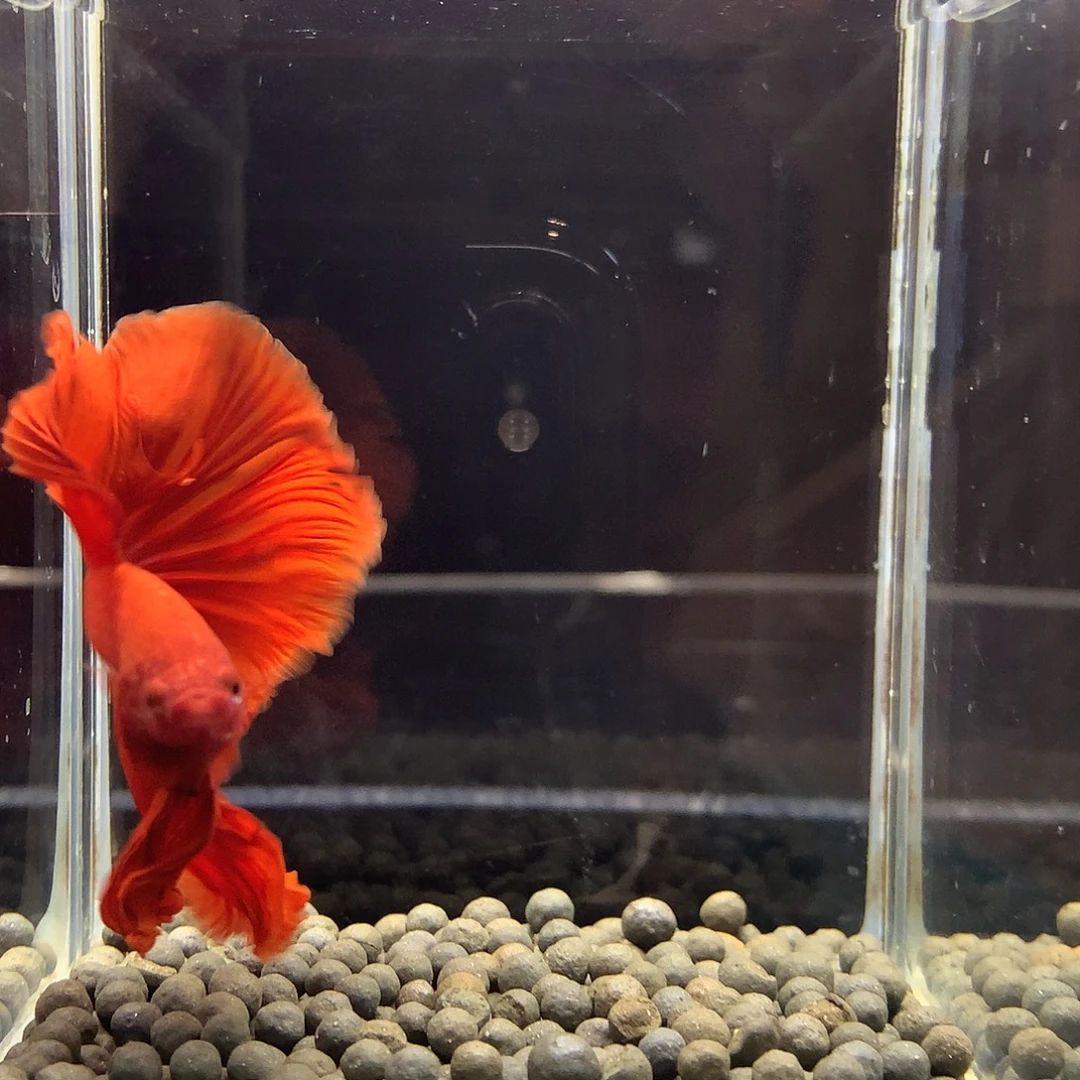 海水鱼七弟泰国斗鱼403