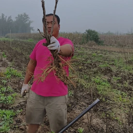当前无花朵，栽培后可花朵芳纪100号