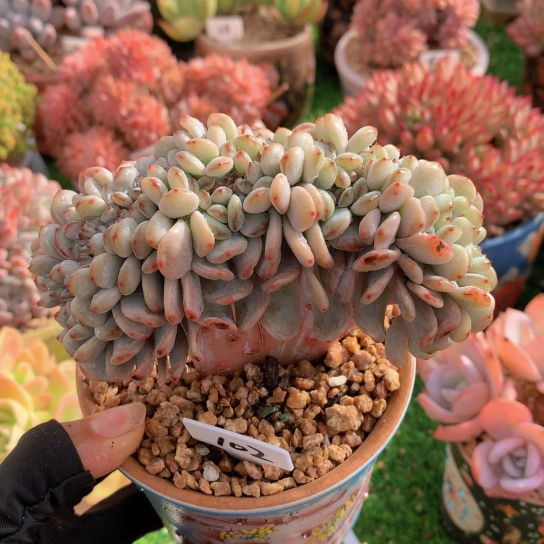 星星雪缀13 公分一物一拍