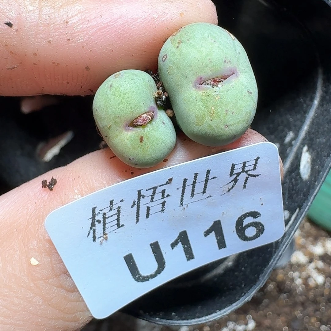 116号多肉植物哇d c