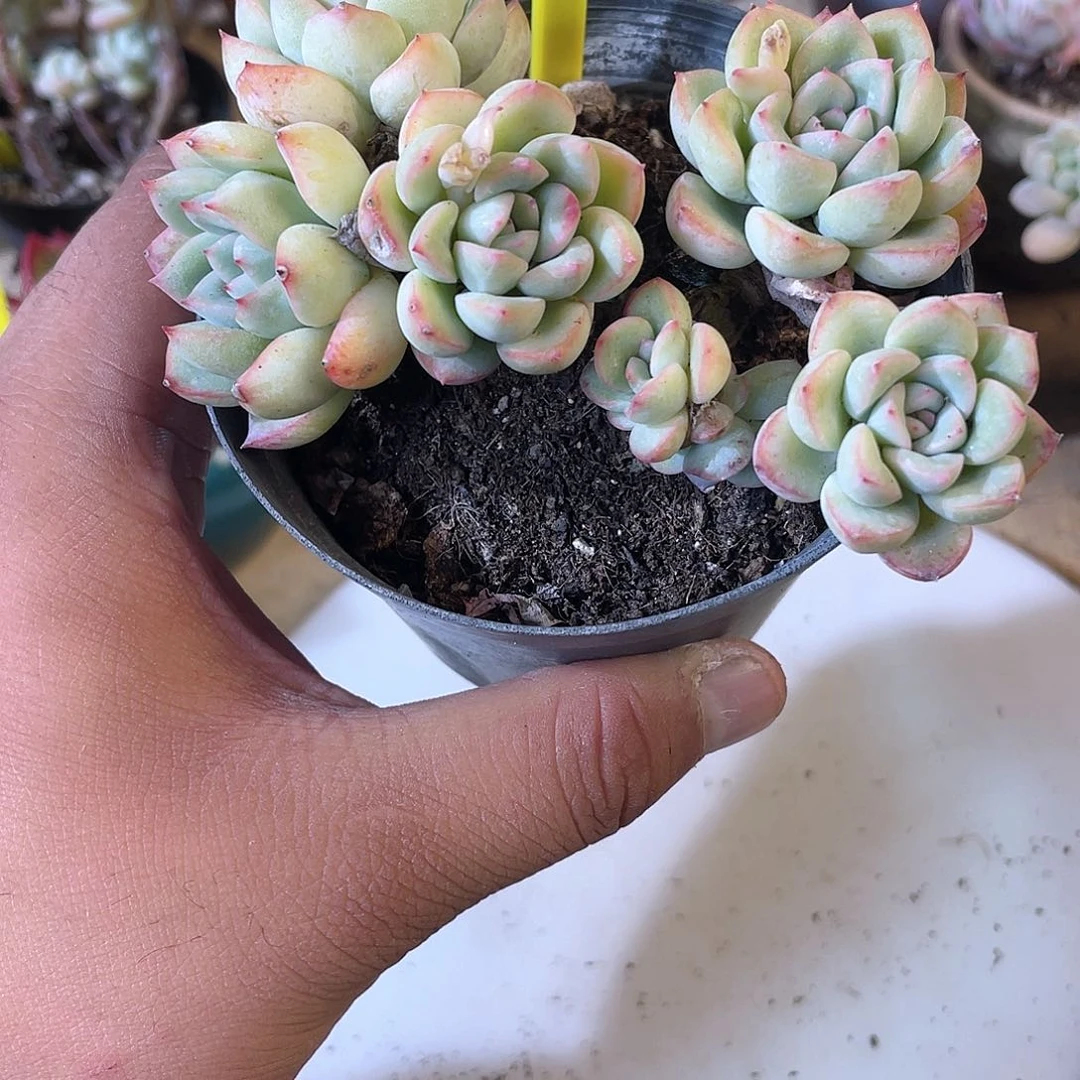 细*1018  荷花 六月六