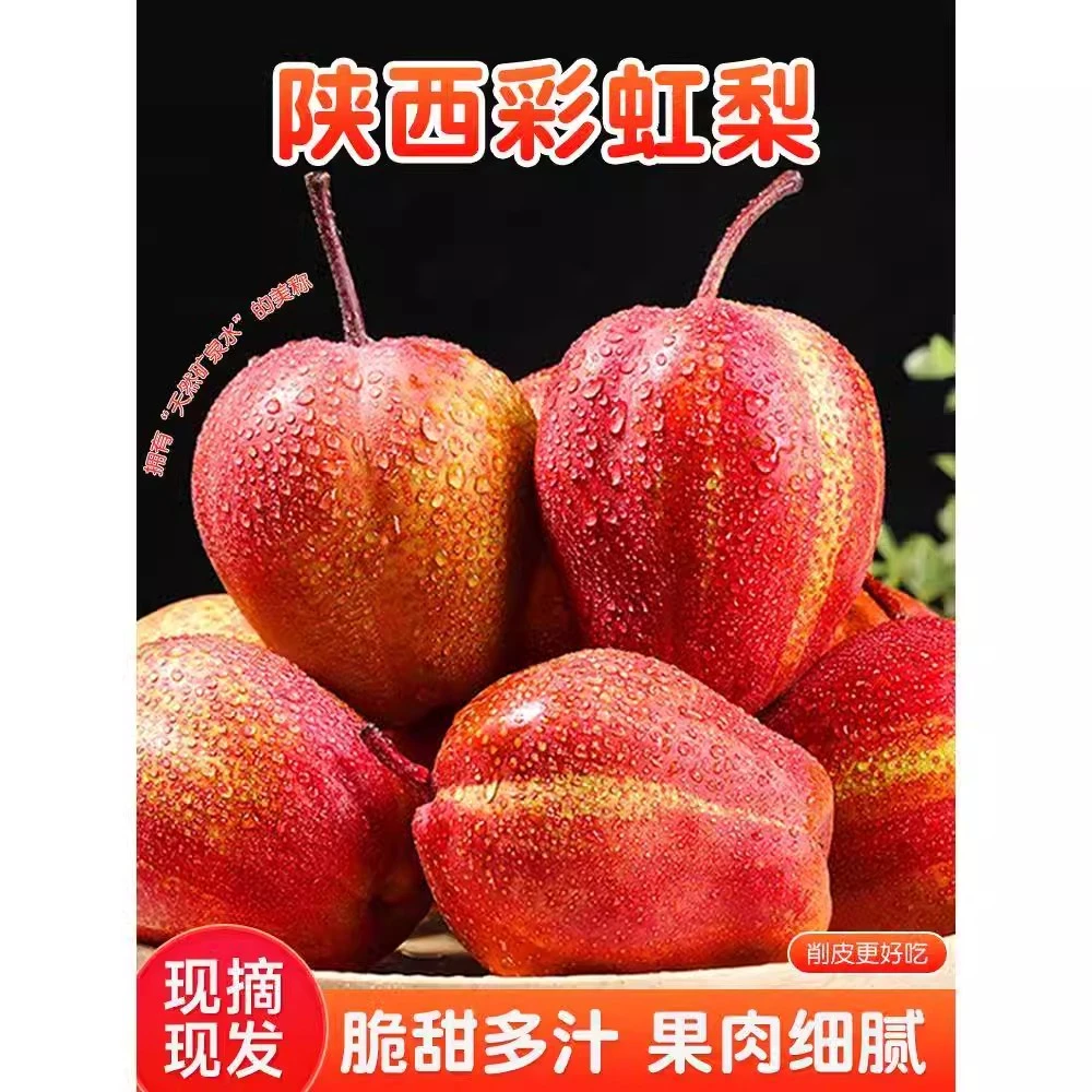 顺丰包邮正宗陕西特产彩虹梨新鲜可口水果早酥梨当季脆甜薄红皮梨