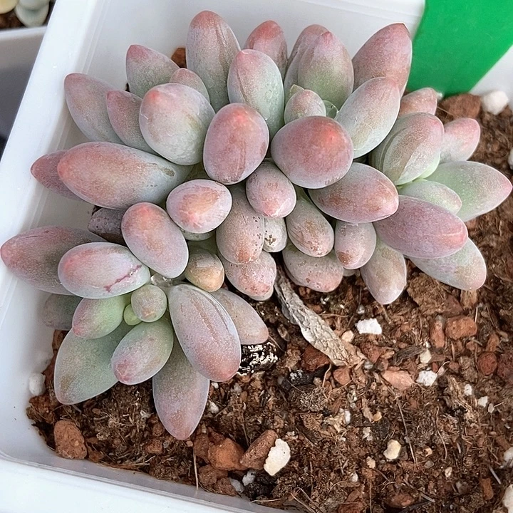 多肉植物粉色恋人3123