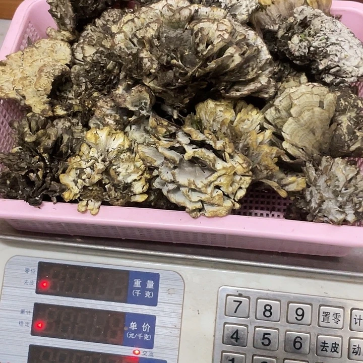 干巴菌超好吃中国大陆