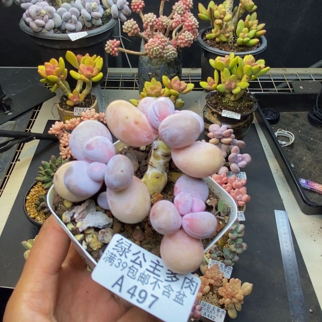 497水光针多肉6c m