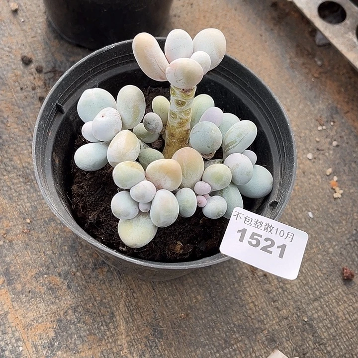 阿雅园艺。       1521奶酪