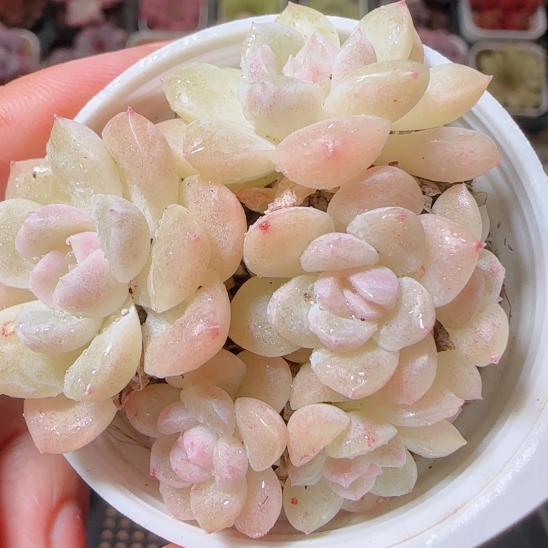 花语多肉1206-45奶油美人