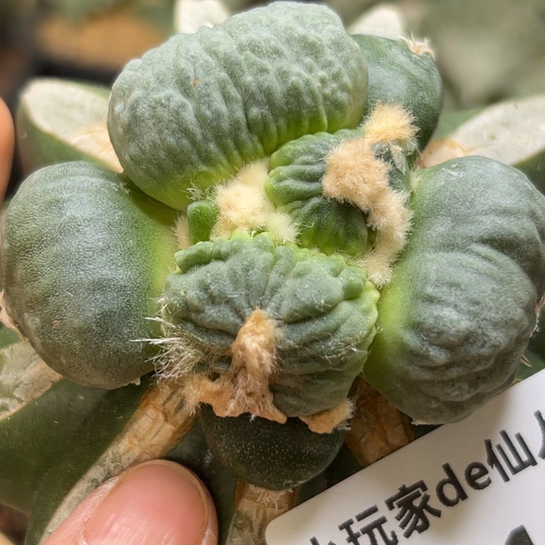 L***7716 仙人球的世界里