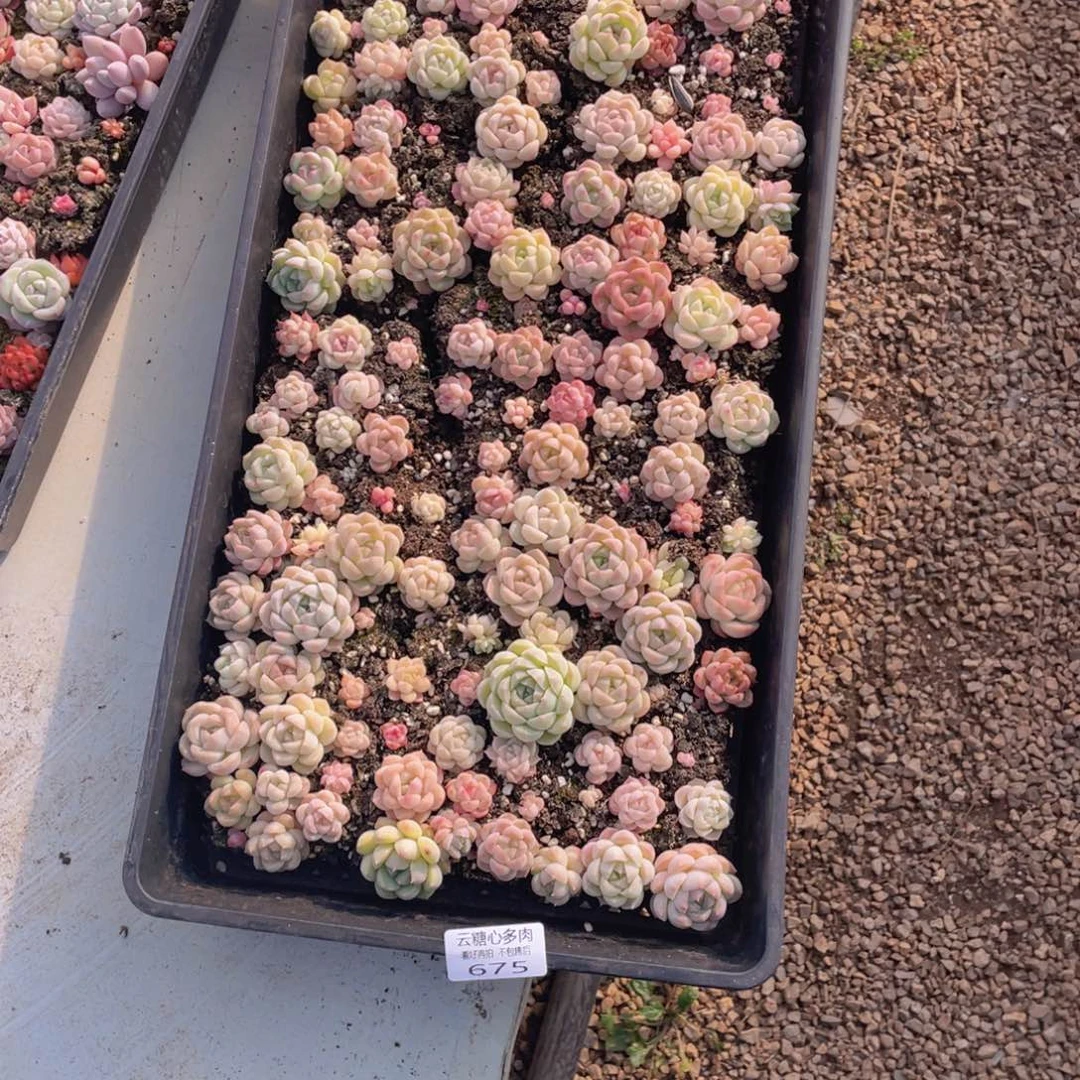 云糖心多肉植物675