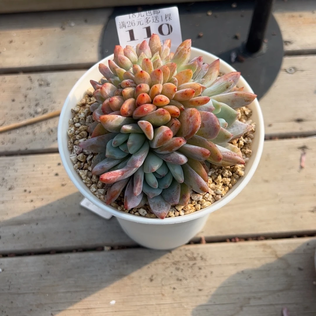 俊***3110号梦露缀化 一物一拍 寄养