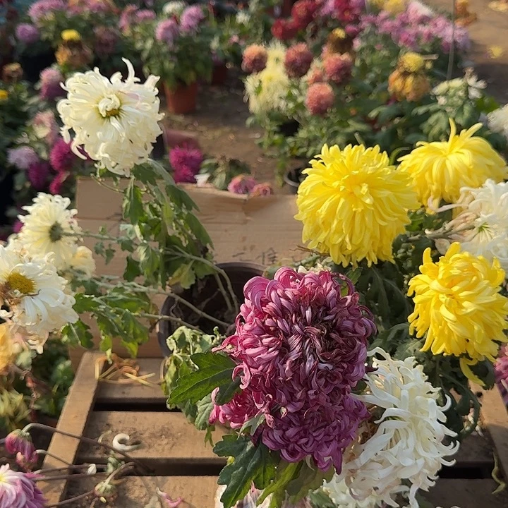 完全开放a23不包售后土球