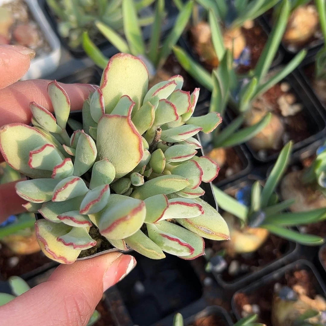 多肉植物巧克力线