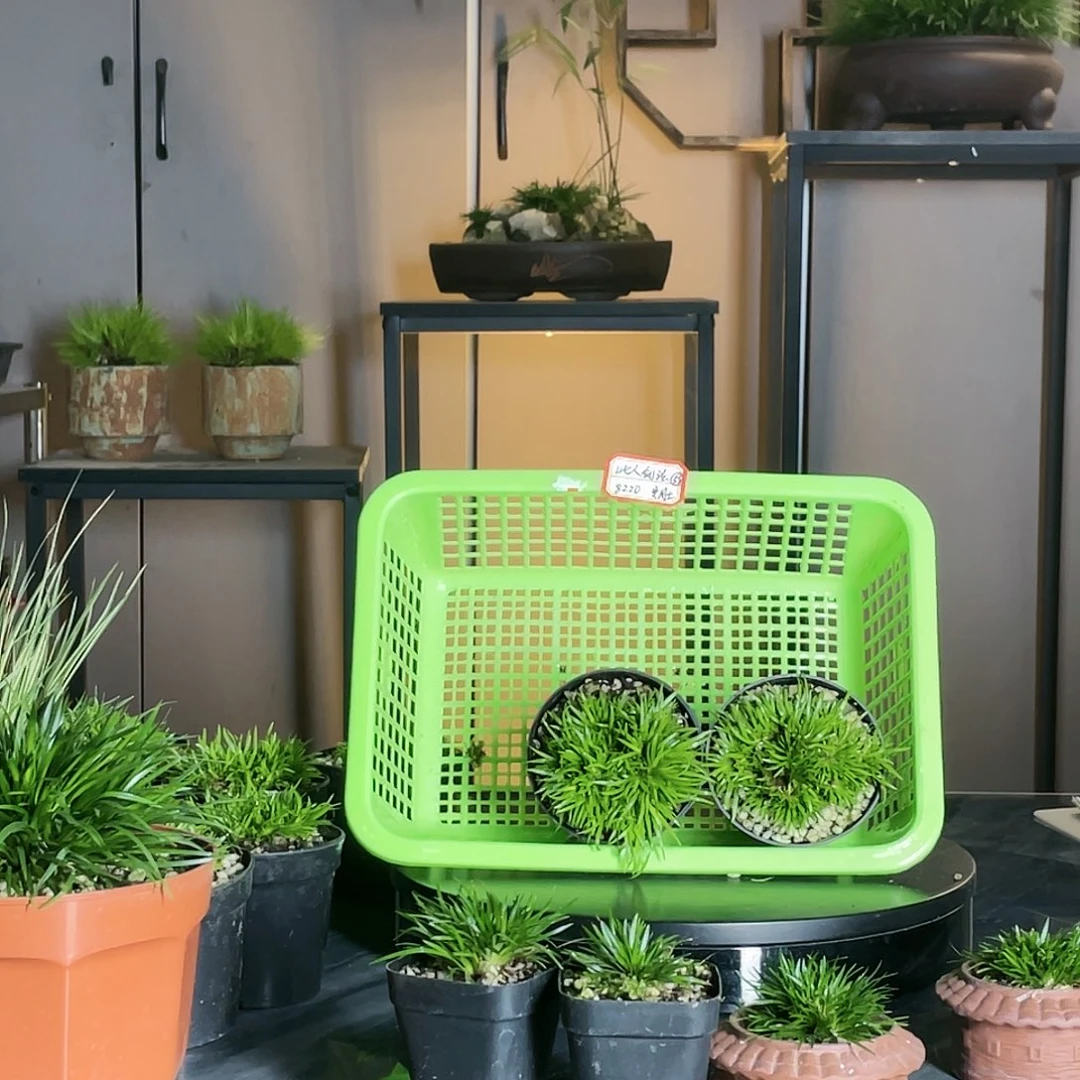 【闪购商品】不开花植物