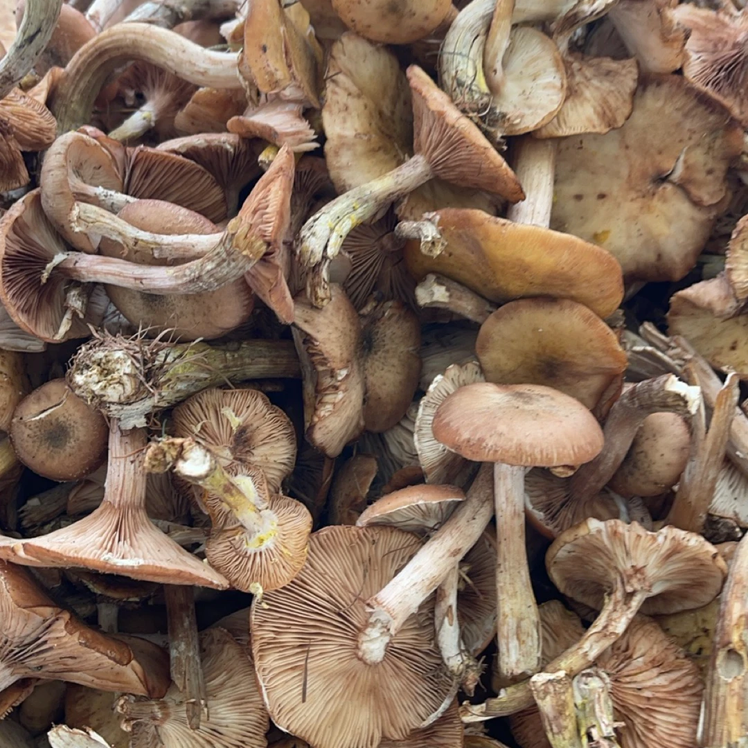 大飞东北水焯榛头