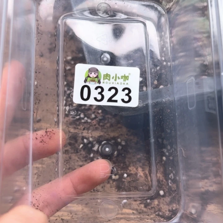 憨****。多肉植物多肉植物
