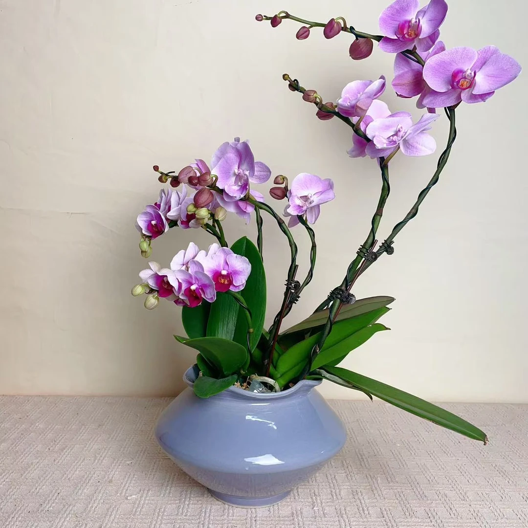 国华优选【异域风情】精品蝴蝶兰室内花卉高雅高级盆栽艺术组盆