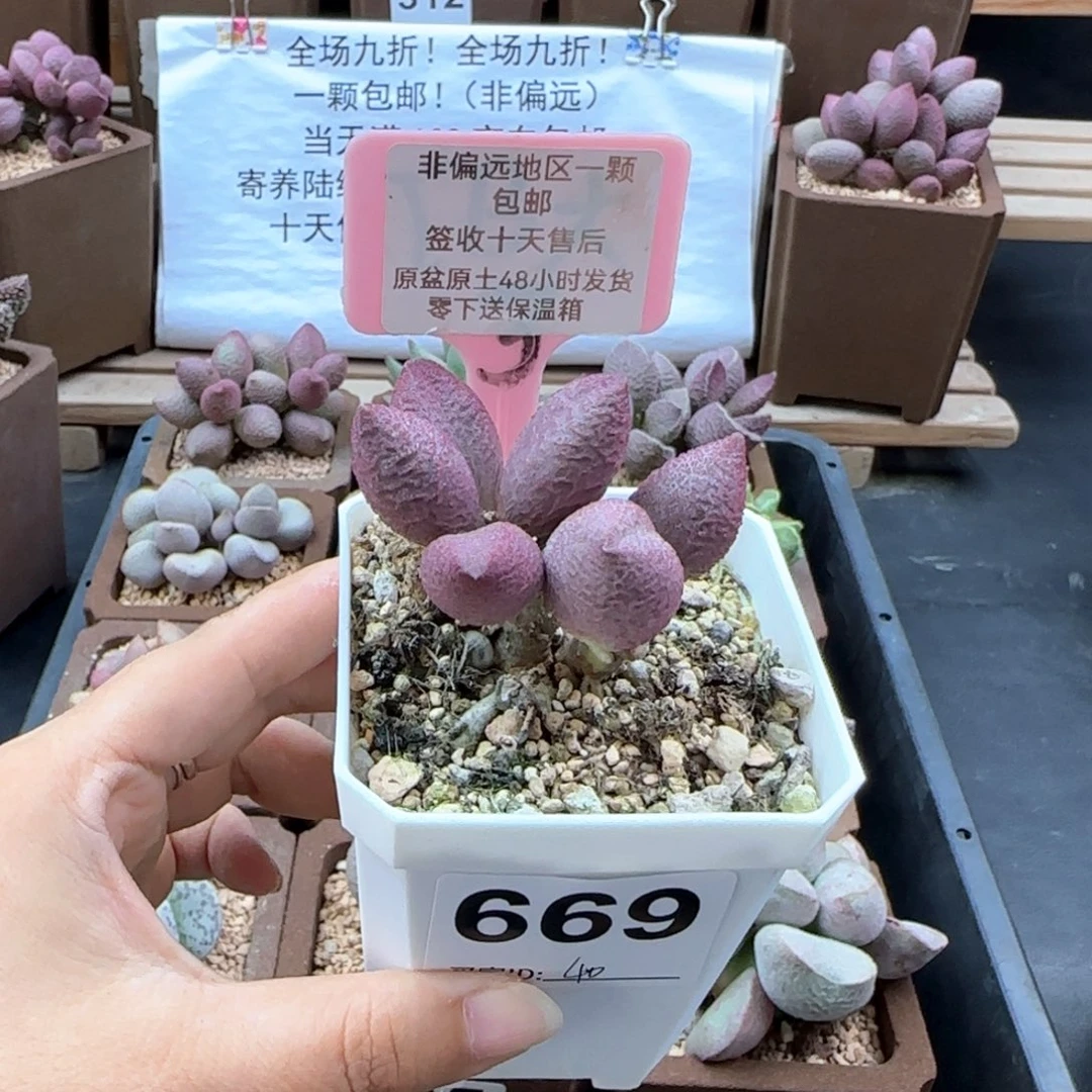 669少女心多肉植物