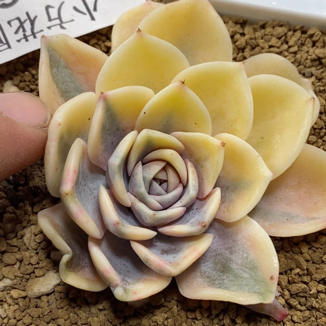 164汉堡锦     小方花圃一物一拍