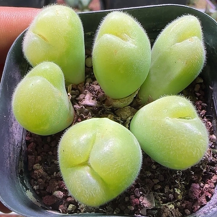 哈哈哈哈哈哈哈哈。818