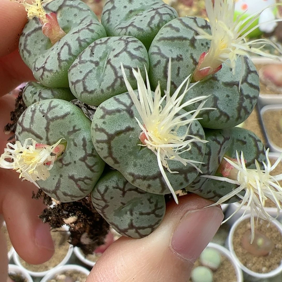 【闪购商品】108 双12福利限量