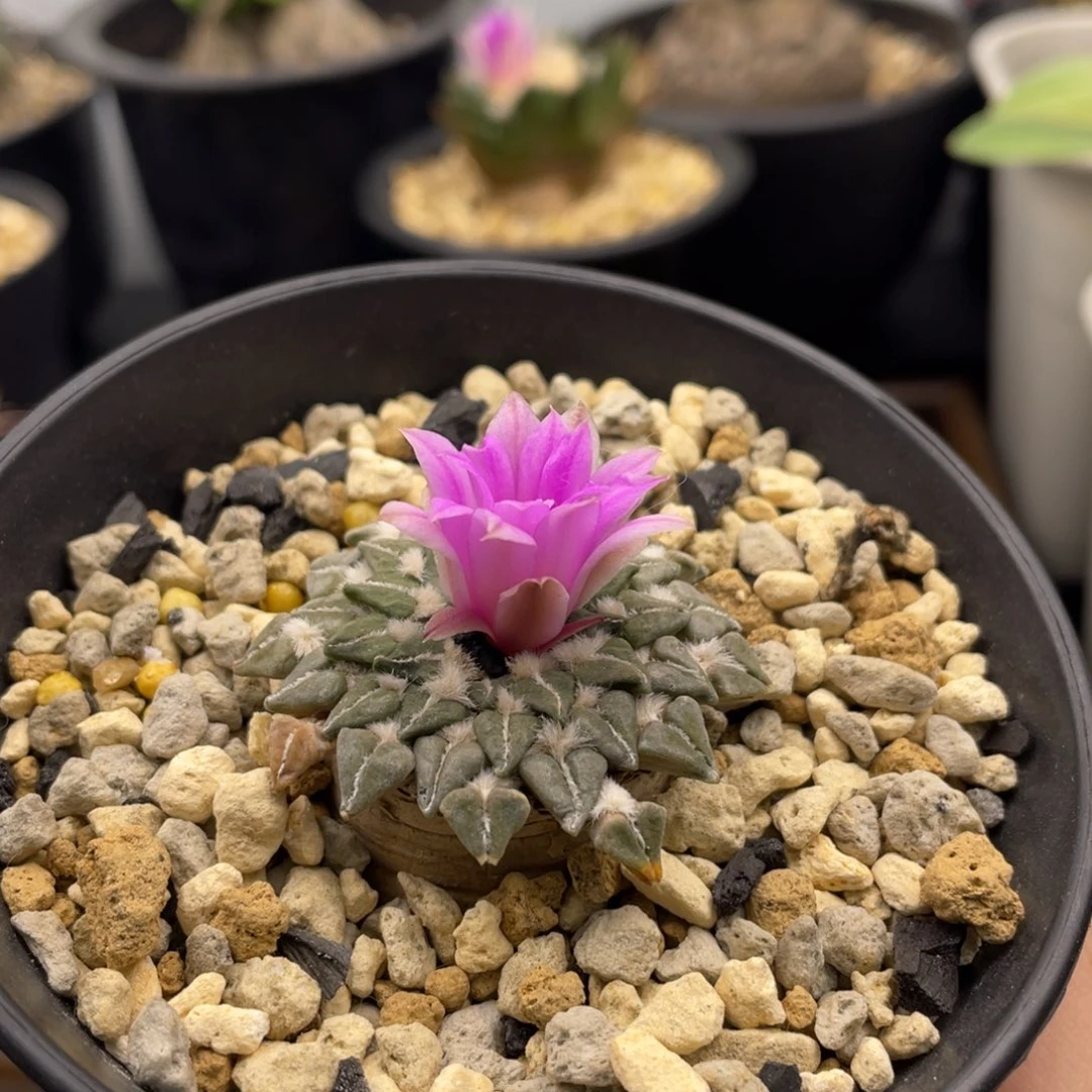 产地姬牡丹一一一