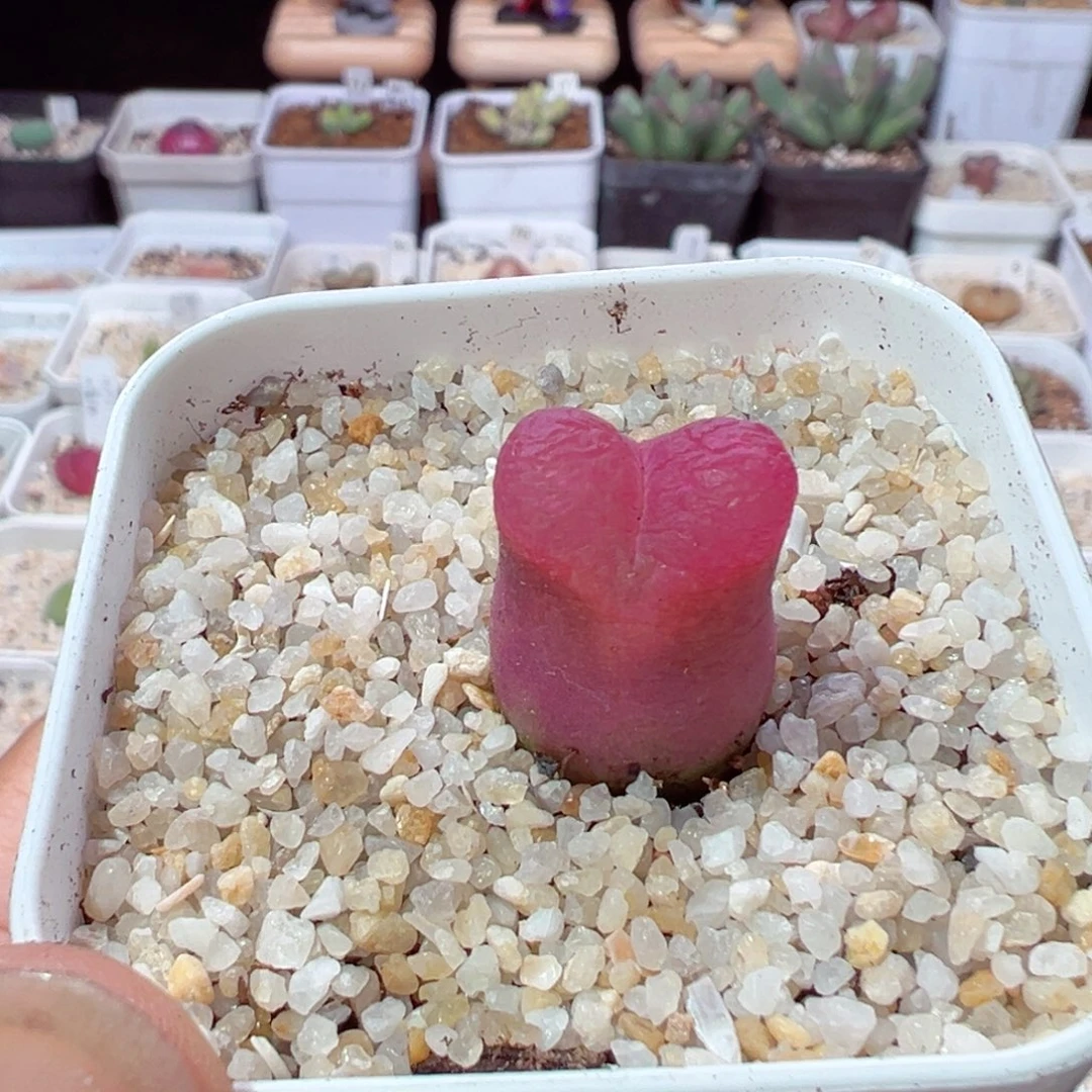 风*曳212-493.我是真的不