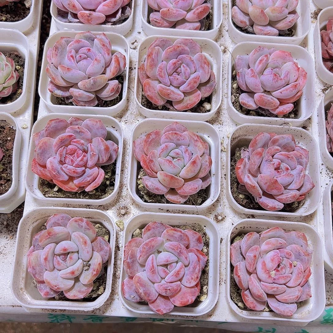水晶橙19包邮多肉