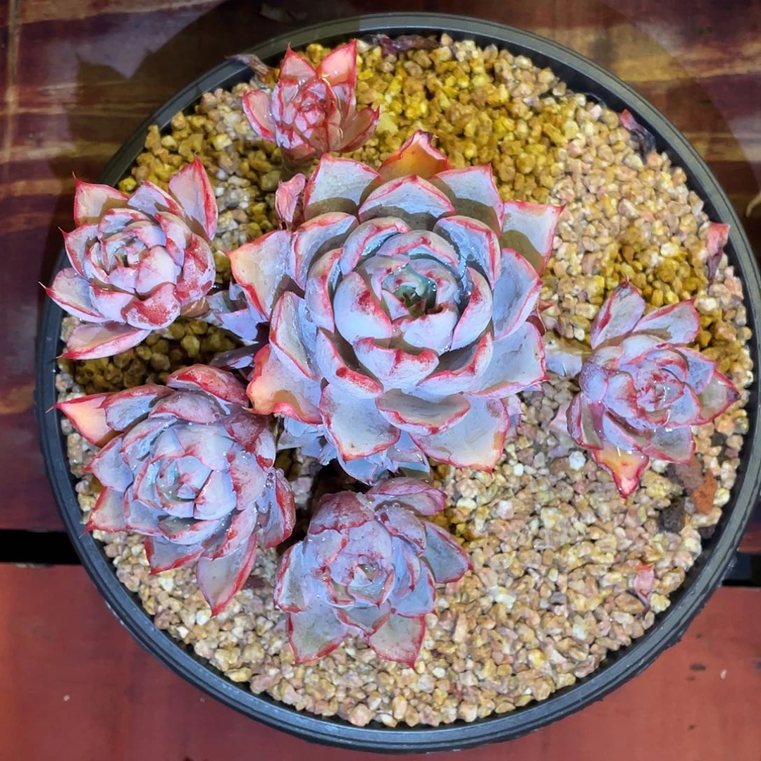 多肉植物一物一拍