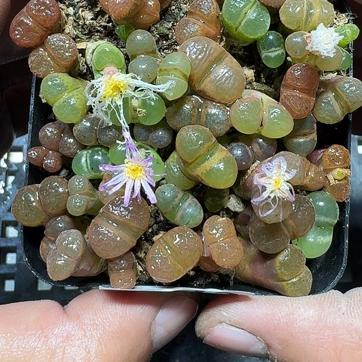 132 多肉植物多肉植物