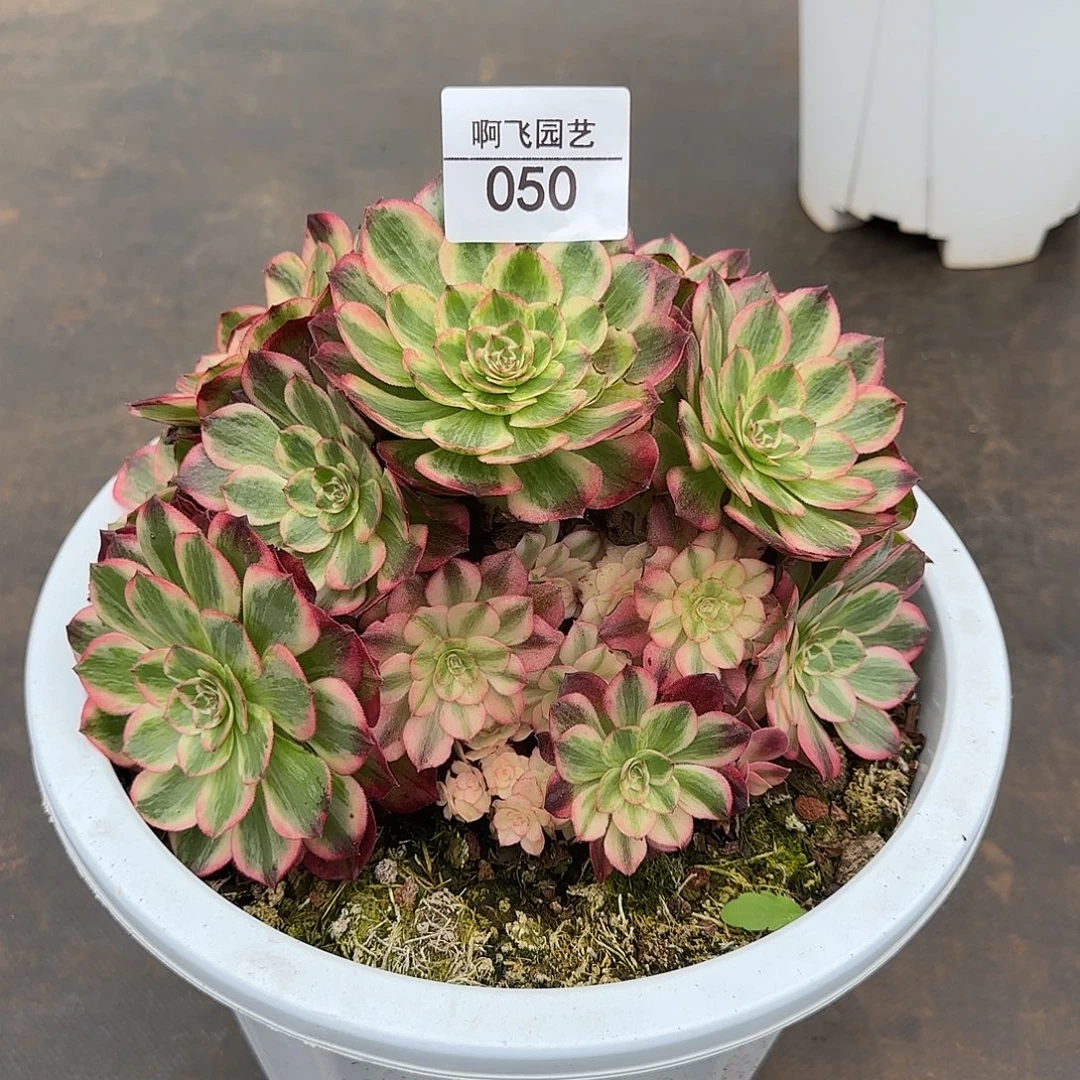 @***山800  中奖3次 12级灯牌福利