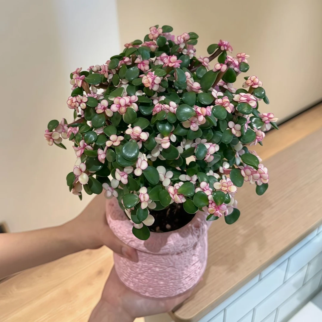 金枝玉叶棒棒糖老桩多肉植物办公室内阳台防辐射绿植懒人花好养活