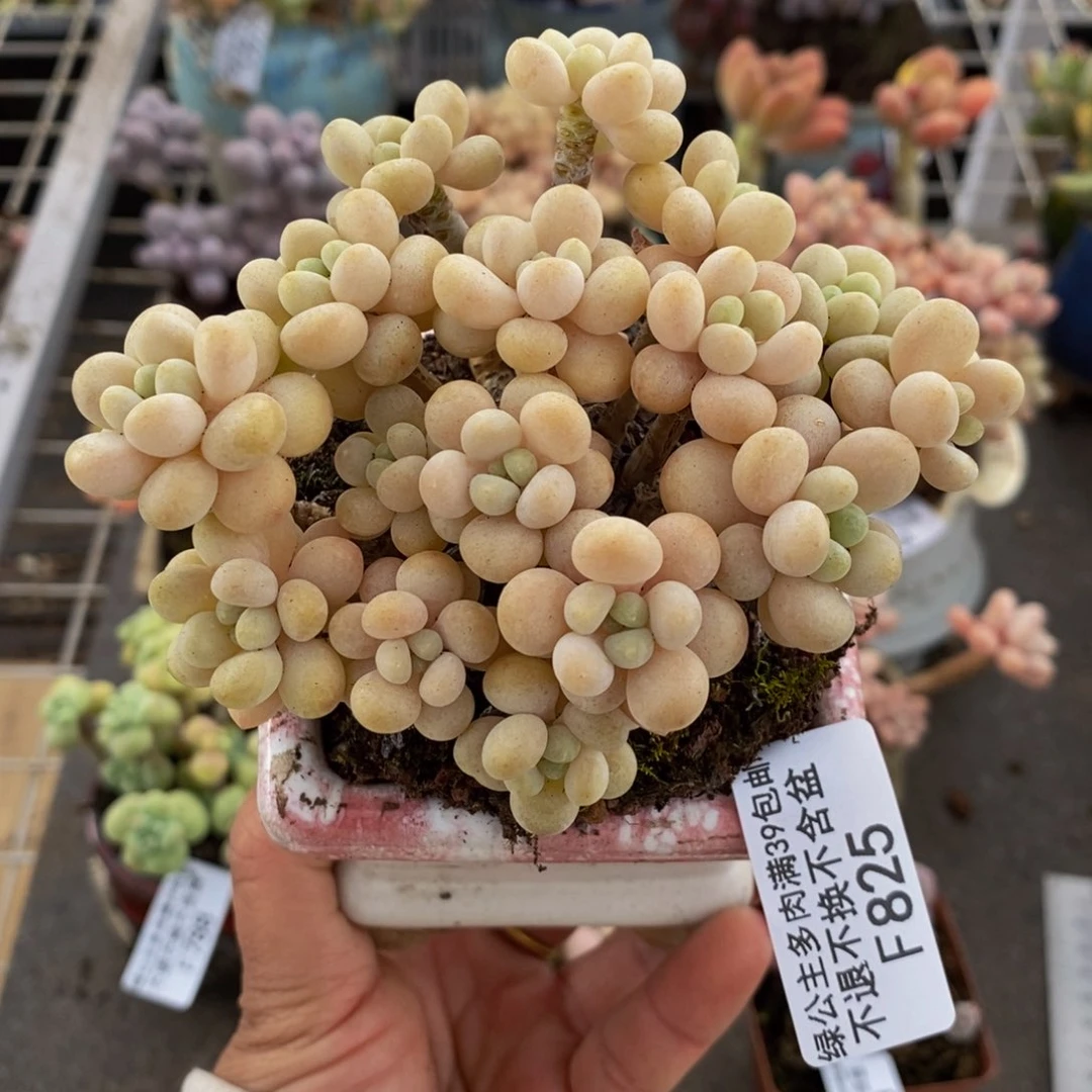 花朵鱼子酱825/8v m