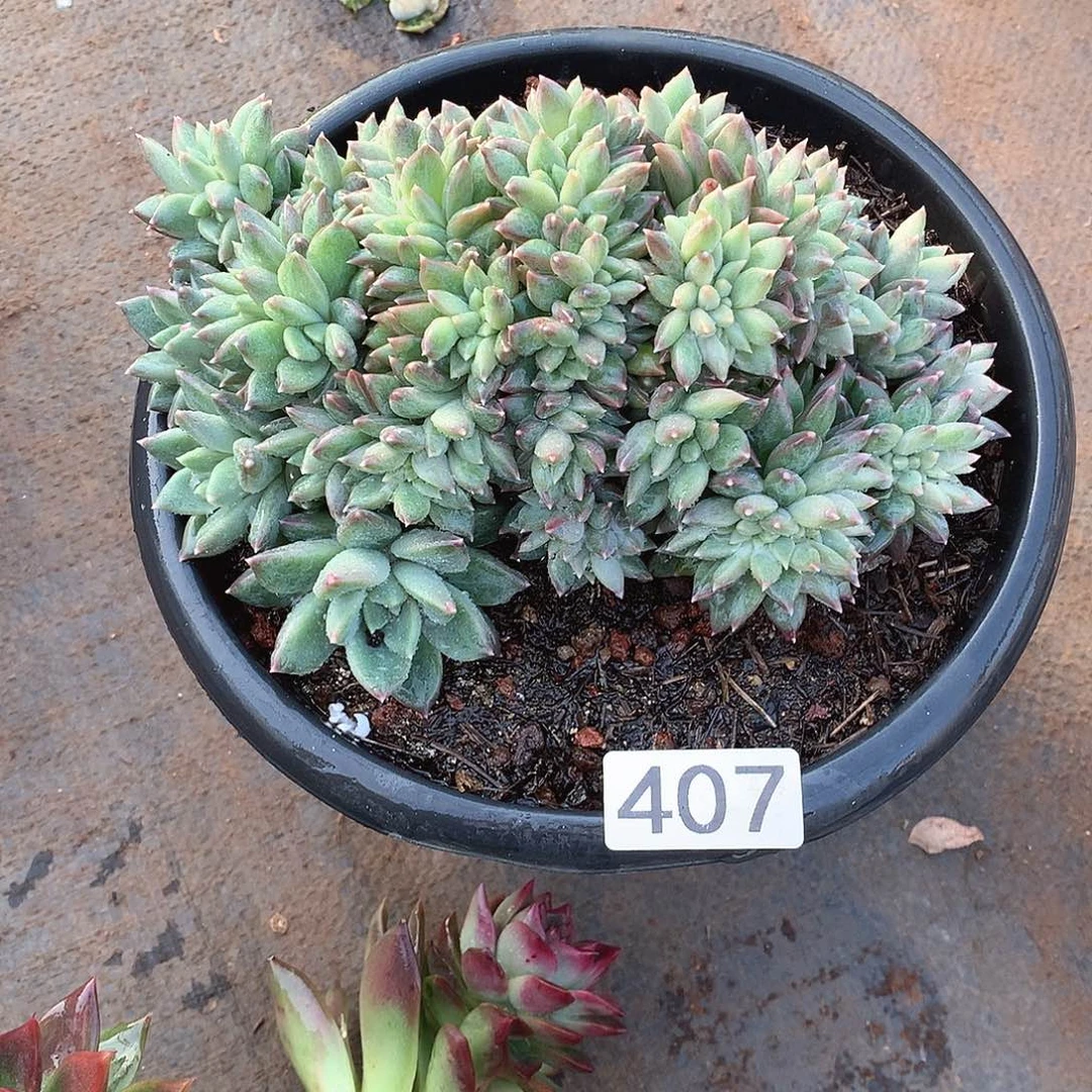 407缀 一物一拍多肉