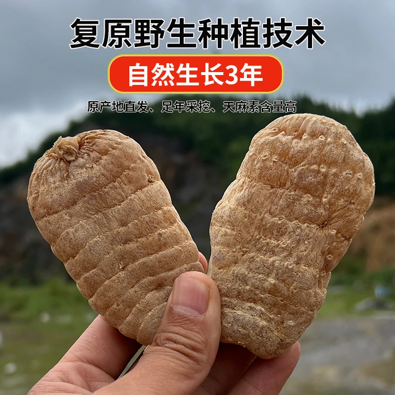 【干天麻】云南昭通小草坝乌天麻原产地发货三年仿野生种植干天麻